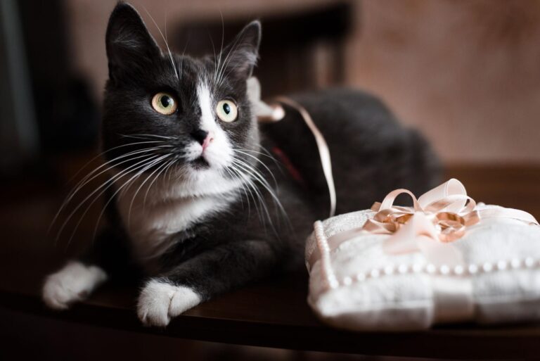 Un gatto British Shorthair diventa protagonista inatteso di un matrimonio, portando gli anelli all’altare e conquistando invitati e social con eleganza e comportamento impeccabile.