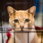 La donna delle pulizie vede un gatto maltrattato e non resta in silenzio