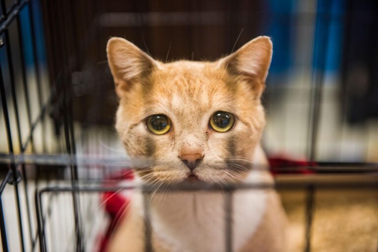 Una donna, costretta da difficoltà personali, affida il suo gatto arancione a un rifugio chiedendo solo che venga amato. L’animale appare smarrito e provato.