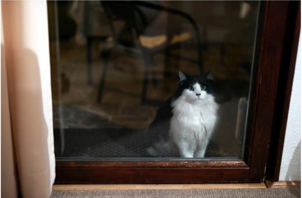 Un gatto tigrato allontanato da un supermercato Tesco a Skegness per motivi igienici torna nell’atrio dopo una petizione firmata da oltre 4.600 persone.