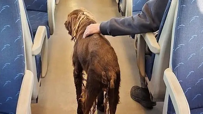 Una cagnolina lasciata sola su un treno viene scoperta al capolinea. Il capotreno Alessandro decide di salvarla e offrirle una nuova casa.
