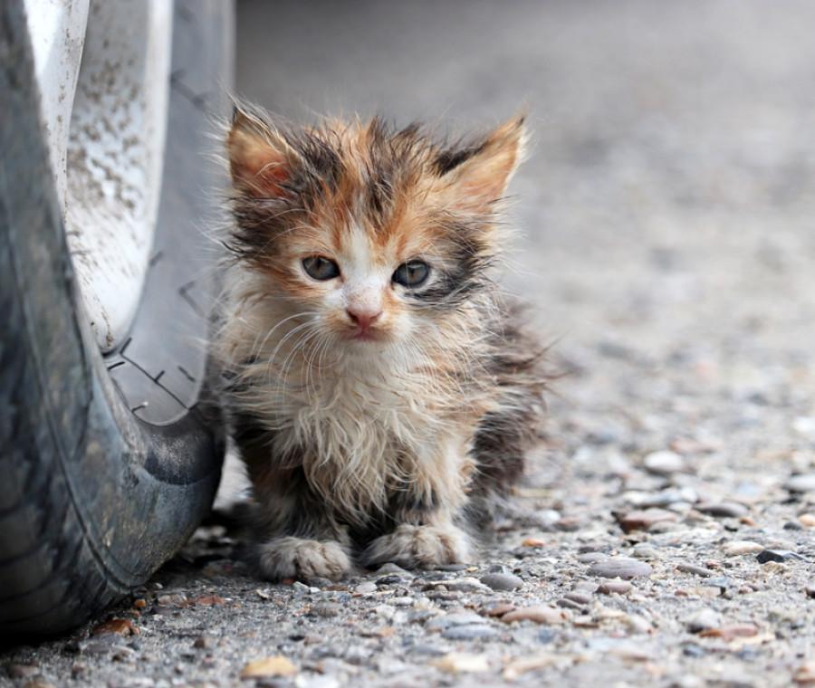 Un gattino debilitato viene trovato in un parcheggio e accolto in casa. Curato con pazienza, inizia lentamente a fidarsi e a recuperare.