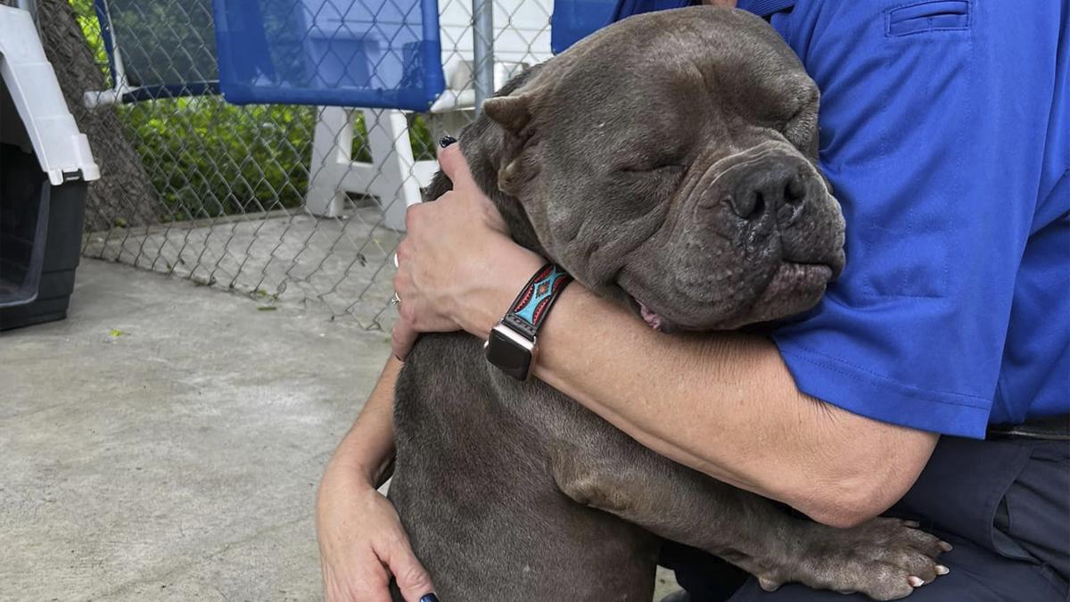 Una cagnolina accolta dal rifugio Halfway There Rescue viene adottata da una coppia segnata da una perdita recente. Il primo incontro segna l’inizio di una nuova fase.