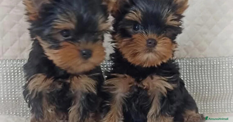 Una cucciola di Yorkshire trovata in condizioni critiche viene salvata in extremis. Ora è al sicuro e lotta per sopravvivere grazie alle cure ricevute.