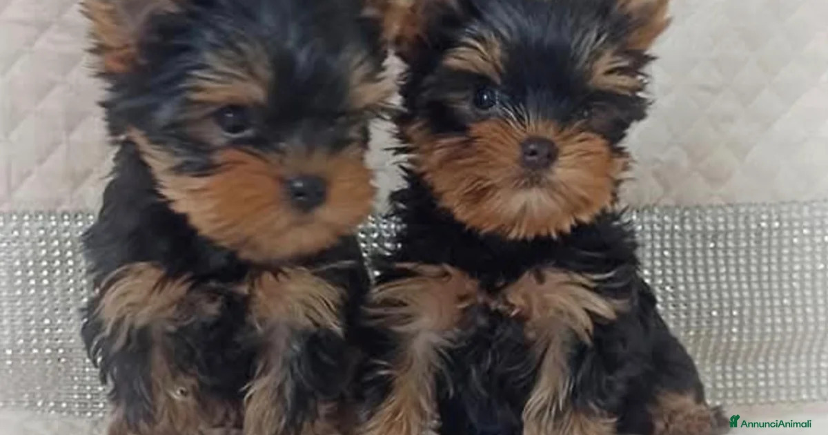 Una cucciola di Yorkshire trovata in condizioni critiche viene salvata in extremis. Ora è al sicuro e lotta per sopravvivere grazie alle cure ricevute.