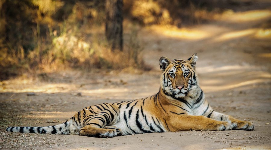 La tigre Collarwali muore dopo aver dato alla luce 29 cuccioli nel Pench. Il suo ruolo è stato centrale nella crescita della popolazione di tigri.