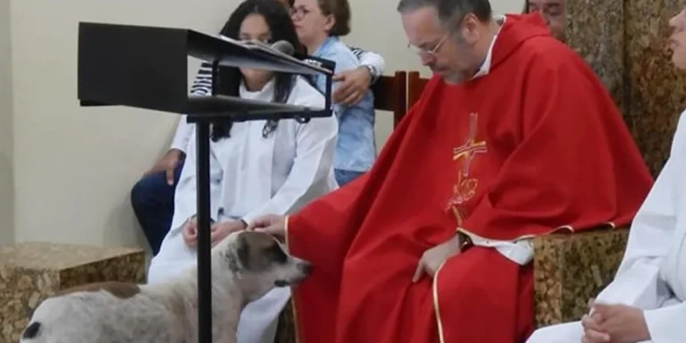 In Brasile un sacerdote accoglie cani randagi in chiesa per favorirne l’adozione. L’iniziativa ha già permesso a molti animali di trovare una casa.