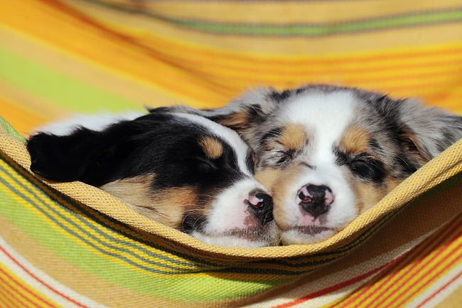 Due cani in un rifugio sovraffollato condividono lo stesso box. Uno è terrorizzato, l’altro dimenticato. Nella notte accade qualcosa che cambia tutto.