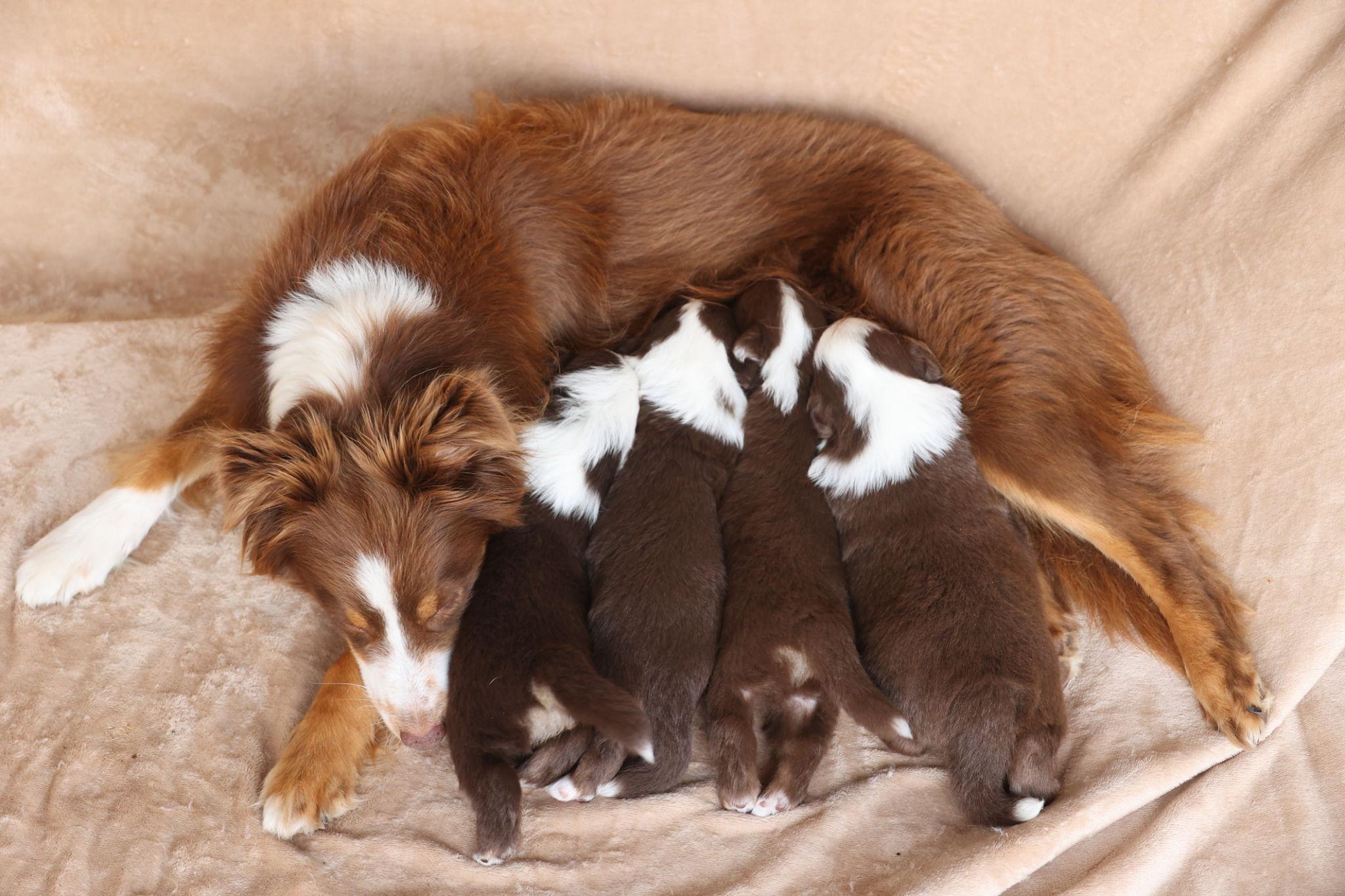 Accolta in emergenza, una Pastore Australiana incinta partorisce cinque cuccioli in casa. Da cane diffidente si trasforma in madre attenta, ritrovando lentamente fiducia.