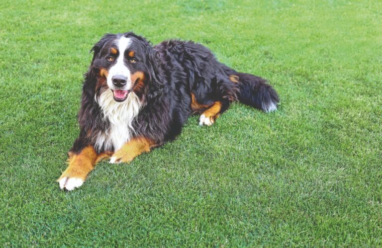 Per quasi sette mesi ignorato in canile, un Bovaro del Bernese ritrova fiducia e affetto quando finalmente qualcuno decide di portarlo via e offrirgli una nuova vita.