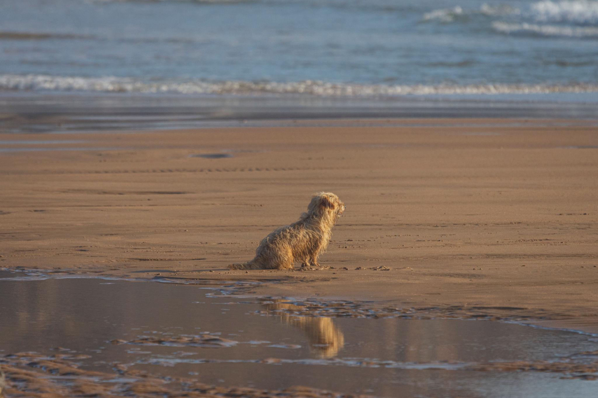 Nilo aspetta ancora il suo padrone scomparso: il cane che torna ogni giorno sulla spiaggia guardando il mare Un cane continua a recarsi ogni giorno sulla stessa spiaggia dopo la scomparsa del proprietario, mantenendo una routine che ha attirato l’attenzione della comunità locale. Il cane Nilo e l’attesa quotidiana sulla spiaggia Ogni mattina Nilo raggiunge lo stesso tratto di costa, fermandosi sempre nello stesso punto. Qui rimane immobile, rivolto verso il mare, mantenendo lo sguardo fisso sull’orizzonte. Secondo quanto ricostruito, quel luogo era abitualmente frequentato dal suo proprietario, un pescatore. Dopo la sua scomparsa, il cane ha continuato a ripetere la stessa routine, senza variazioni nel comportamento. La presenza costante dell’animale ha attirato l’attenzione dei residenti, che hanno iniziato a osservare con regolarità questa abitudine quotidiana. Camila Torres scopre la storia di Nilo A notare il comportamento del cane è stata Camila Torres, che durante una passeggiata lungo la riva ha individuato l’animale fermo e isolato rispetto all’ambiente circostante. Colpita dalla scena, ha deciso di chiedere informazioni agli abitanti della zona. Dalle testimonianze raccolte è emerso che Nilo apparteneva a un pescatore che non è più tornato. Da quel momento, il cane ha continuato a recarsi quotidianamente nello stesso punto, mantenendo un comportamento invariato nel tempo, come se fosse in attesa. La diffusione della storia e l’ispirazione cinematografica La vicenda di Nilo si è progressivamente diffusa, attirando l’attenzione di un pubblico sempre più ampio. Le immagini del cane seduto sulla spiaggia, rivolto verso il mare, sono state condivise in diversi contesti, contribuendo alla notorietà del caso. L’impatto della storia ha portato anche alla realizzazione di un progetto cinematografico ispirato agli eventi. Per il ruolo principale è stato scelto un cane proveniente dalla strada, successivamente recuperato e inserito nel progetto. La produzione ha rappresentato un ulteriore sviluppo della vicenda, portando alla luce una storia legata al comportamento animale e alla continuità delle abitudini dopo la perdita del proprietario.