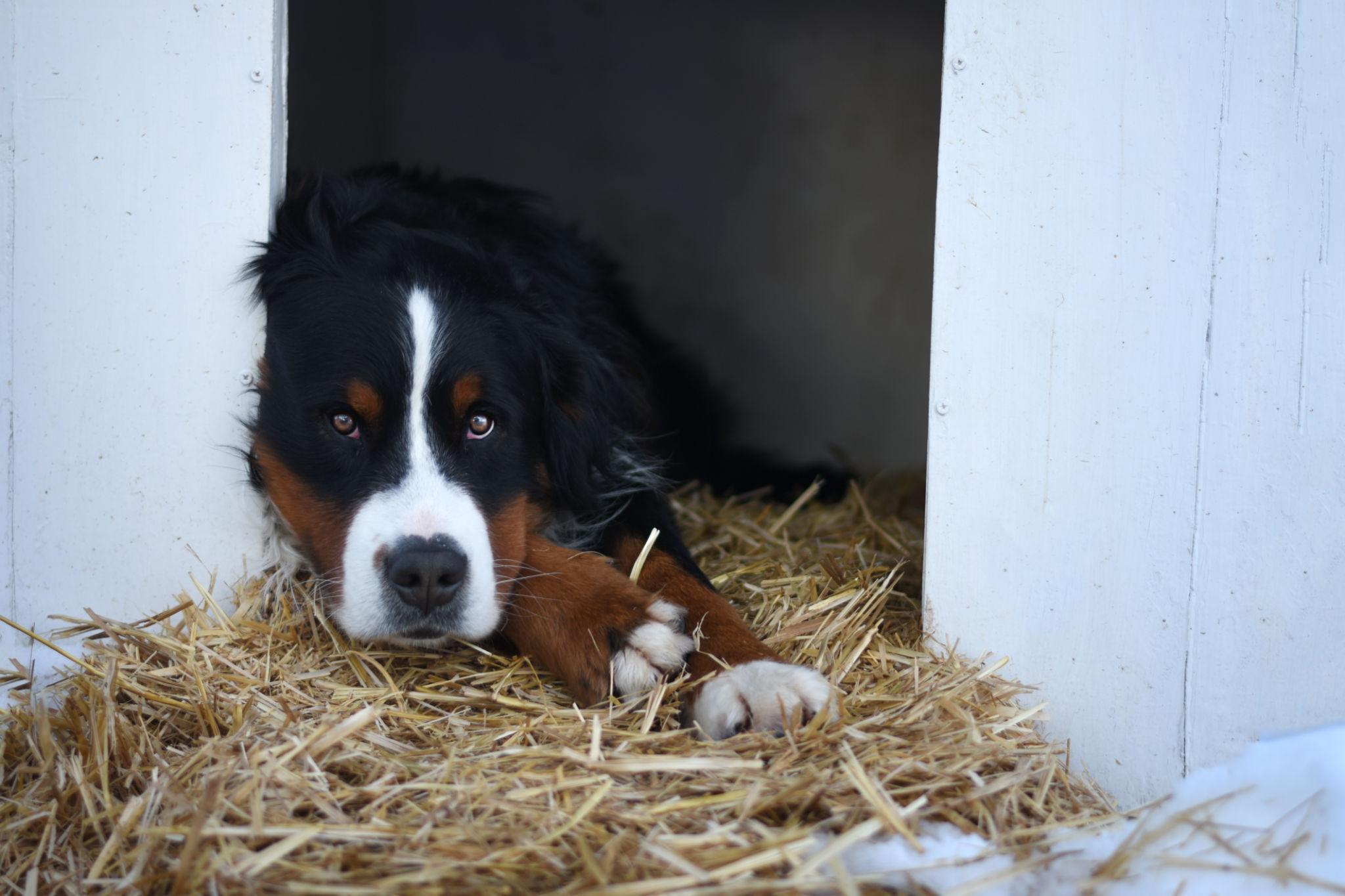 In un rifugio vengono proposti prima i cani più giovani, ma l’adozione riguarda un esemplare anziano: un bovaro del Bernese con difficoltà motorie e un passato recente di abbandono.