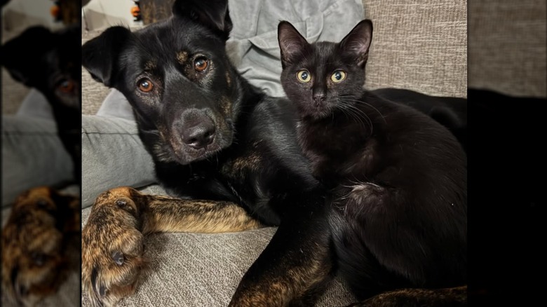 Un malinois ritenuto aggressivo viene adottato nonostante i timori. L’incontro con un gattino abbandonato cambia tutto, rivelando una natura inattesa e protettiva.