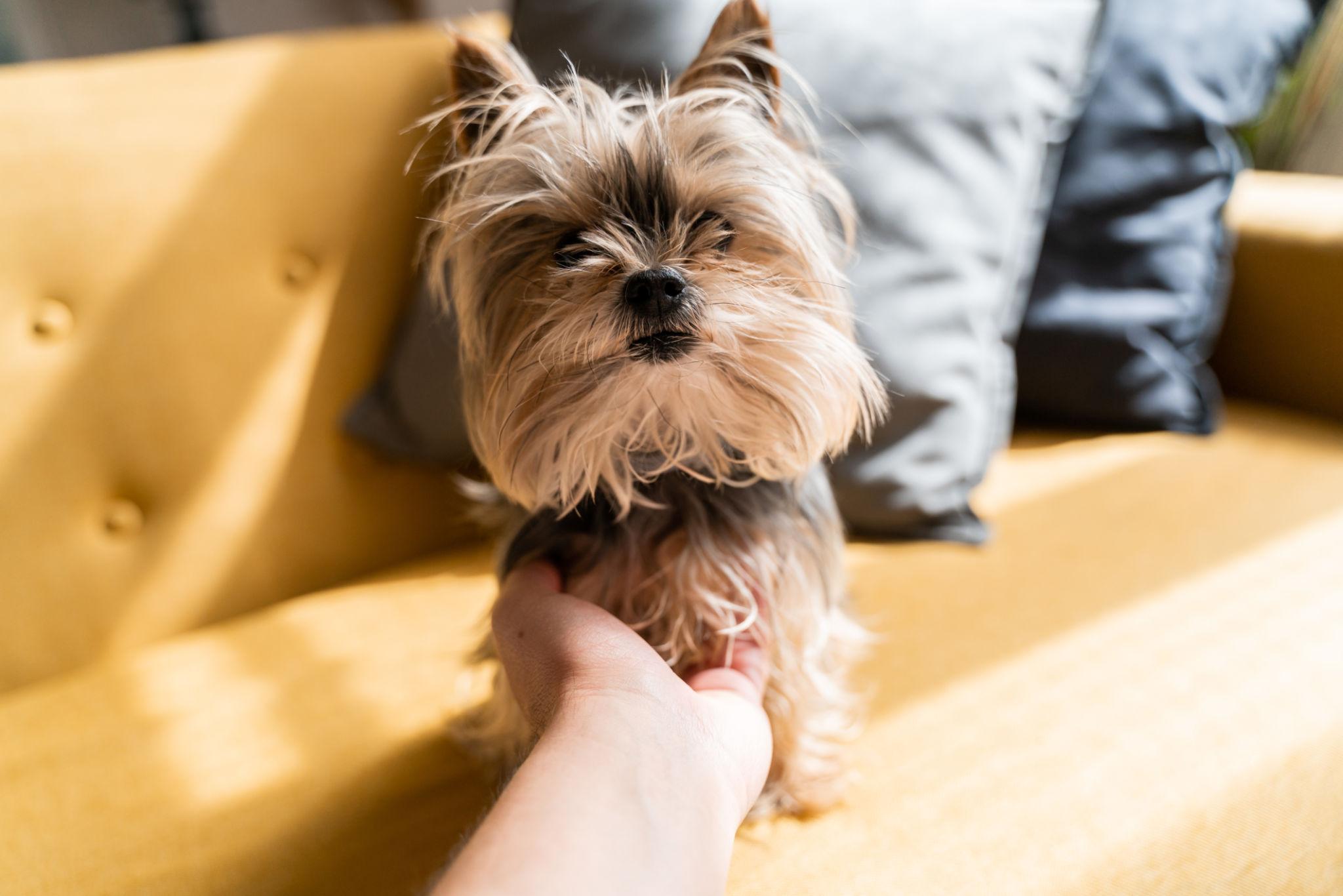 Una cagnolina salvata da un allevamento illegale affronta un lungo percorso di recupero: mesi di paura e silenzio fino al primo segnale di fiducia.