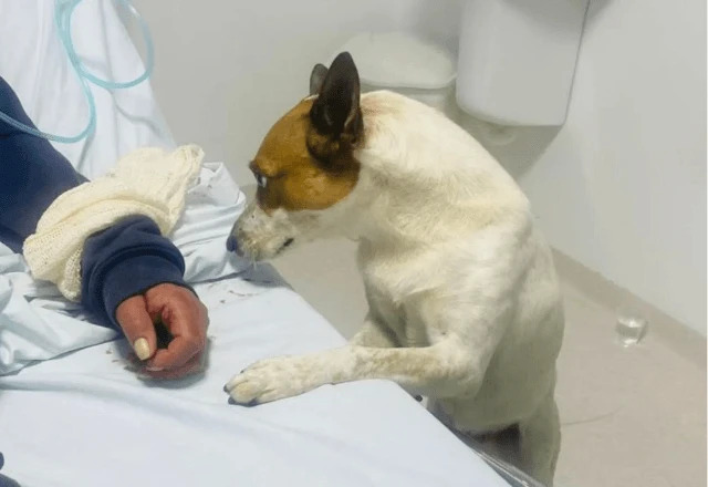 Una donna è stata assistita in una struttura sanitaria di Balneário Camboriú. Il cane Fred è rimasto con lei durante l’intervento dei medici.
