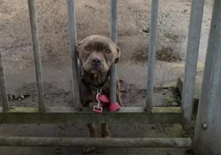 Trovata all’alba davanti al cancello di un centro RSPCA, Misty era sottopeso, ferita e con la testa tra le sbarre.