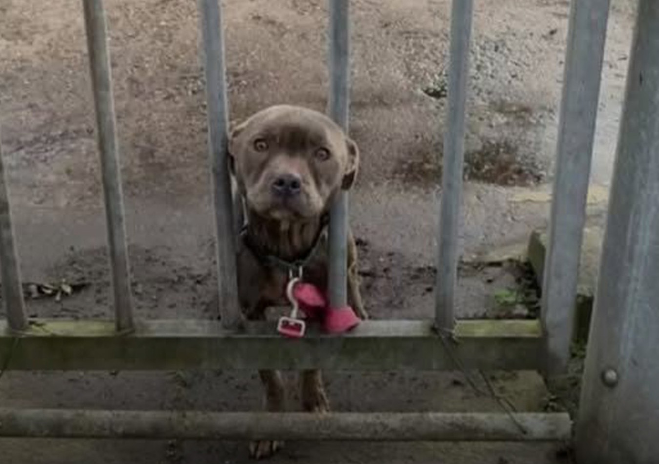 Trovata all’alba davanti al cancello di un centro RSPCA, Misty era sottopeso, ferita e con la testa tra le sbarre.