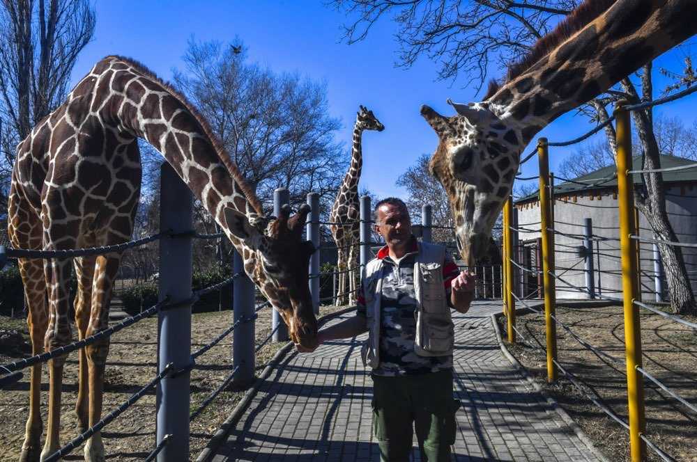 Nel 2023 lo Zoo di Skopje ha perso Riste Trajkovski e, poche ore dopo, la giraffa Floppy, malata da tempo.