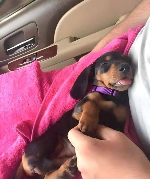 Una cagnolina appena adottata lascia il canile e trascorre il viaggio verso casa accoccolata sul sedile, osservando il finestrino con calma.