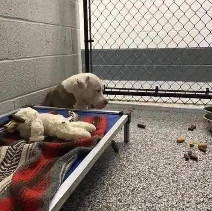 Un cane lasciato in rifugio può restare per giorni ad aspettare il proprietario, mostrando quanto la separazione incida sul suo equilibrio.