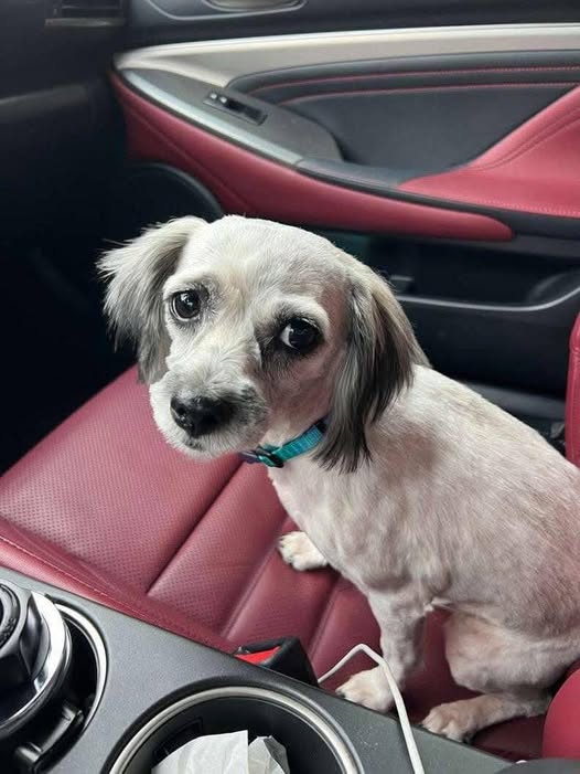 Un cane trovato per strada, fragile e diffidente, ha lasciato il rifugio dopo l’incontro con la persona che ha deciso di portarlo via con sé.
