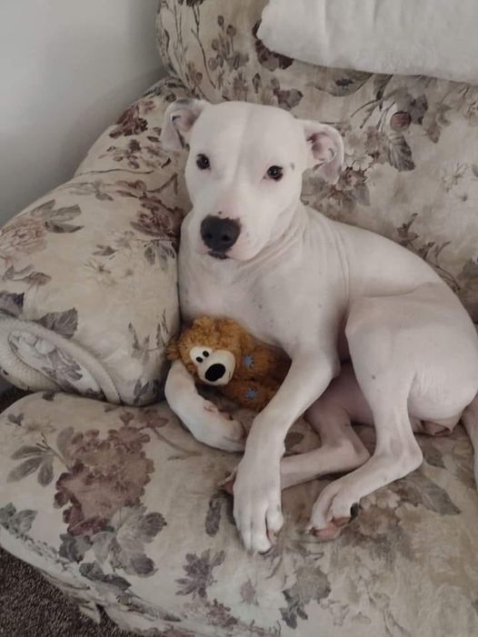 Doveva essere un affido difficile dopo una perdita dolorosa. Tre anni dopo, Amazing Grace è diventata la sua famiglia.