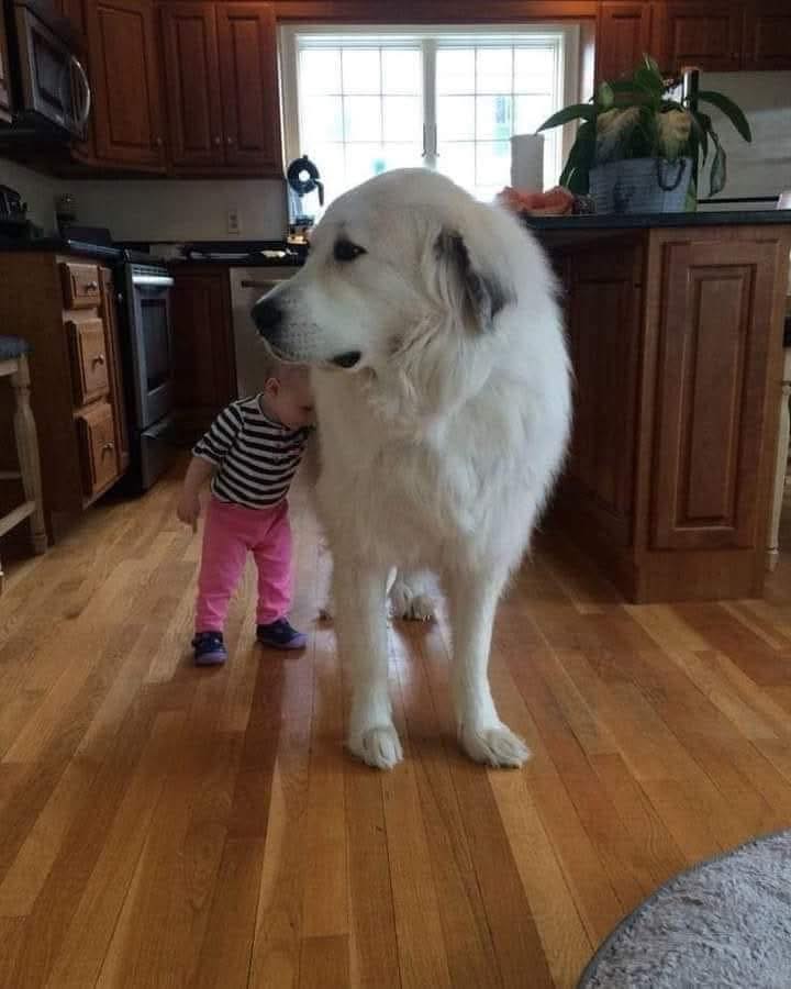 Prima dell’arrivo a casa del piccolo Leo, il padre ha preparato la cagna facendole annusare un indumento usato dal bambino.
