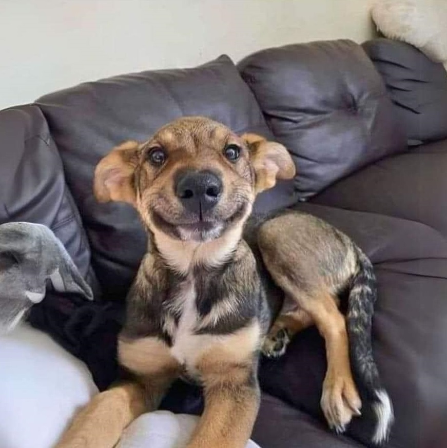 Un cane di 2 anni, adottato dopo 40 giorni in rifugio, sale per la prima volta sul divano nella sua nuova casa.