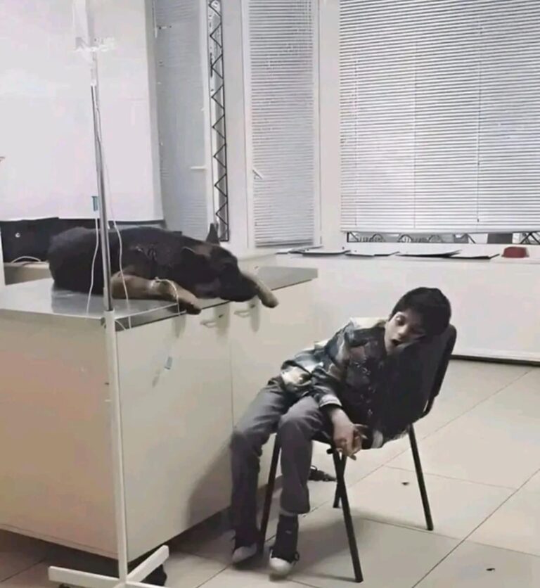 Il cane resta tutta la notte accanto al fratello: il gesto mostra il legame nato in famiglia Un cane resta accanto al fratello per tutta la notte, senza volerlo lasciare solo, in una casa dove bambini e animali crescono insieme. La notte trascorsa accanto al fratello Il racconto descrive un cane rimasto per tutta la notte vicino al fratello, senza allontanarsi da lui. Un comportamento silenzioso ma significativo, osservato in un momento di quotidianità familiare. La sua presenza costante ha mostrato un legame forte, fatto di vicinanza e protezione. Il cane accanto al fratello e il ruolo della famiglia In una casa in cui bambini e animali crescono insieme, episodi come questo diventano parte dell’educazione emotiva quotidiana. La convivenza con un animale insegna a riconoscere bisogni, fragilità e segnali non verbali. Per i bambini, vedere un cane restare accanto a un altro animale può diventare un’esperienza concreta di attenzione e rispetto. Un legame che entra nella vita dei bambini La scelta di crescere i bambini insieme agli animali viene raccontata come un modo per favorire empatia e cura. Il gesto del cane, rimasto accanto al fratello per tutta la notte, diventa così un momento familiare capace di lasciare un segno. In quella presenza tranquilla c’è l’inizio di una relazione che coinvolge non solo gli animali, ma anche i bambini che imparano a osservarli.