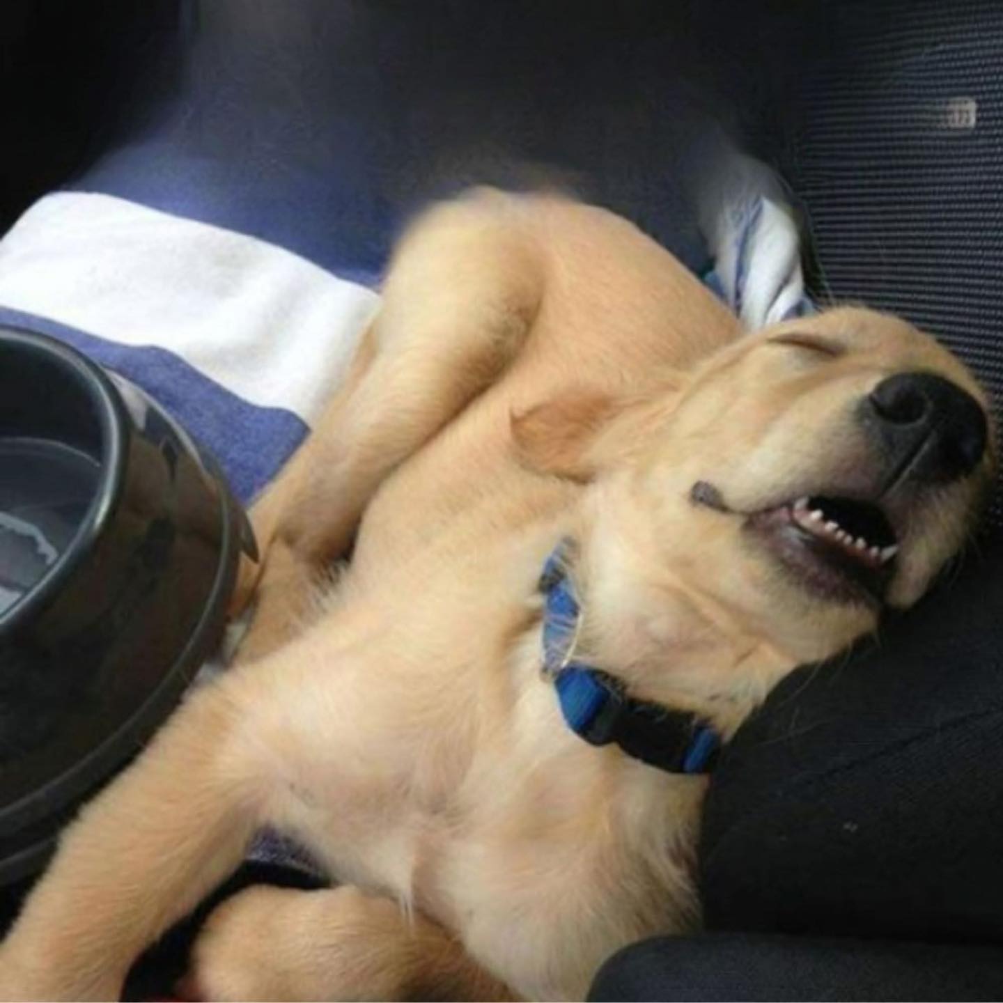 Dopo una lunga attesa, un cane parte finalmente verso la spiaggia promessa, ma si addormenta in auto prima ancora di arrivare.