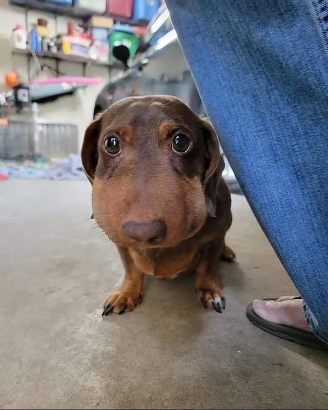 Un cane viene punto dalle api dopo essersi avvicinato a un alveare in giardino, poi riceve cure veterinarie e si riprende.