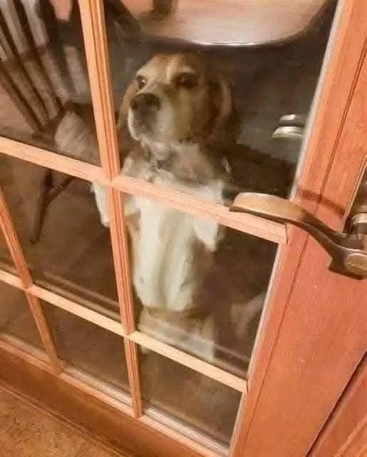 Penny, una beagle scomparsa da giorni, arriva tremando davanti a una porta nel gelo e viene riportata alla famiglia grazie alla targhetta.