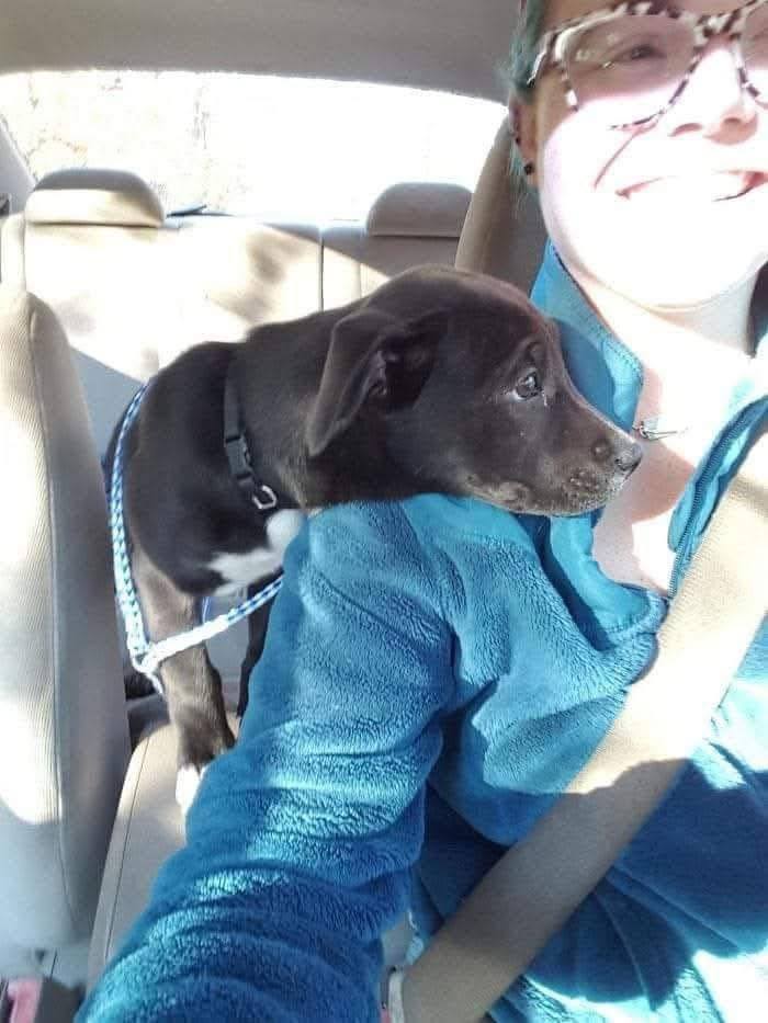 Una cucciola appena adottata lascia il rifugio e trascorre il viaggio verso casa serena, osservando il finestrino accanto alla sua nuova famiglia.