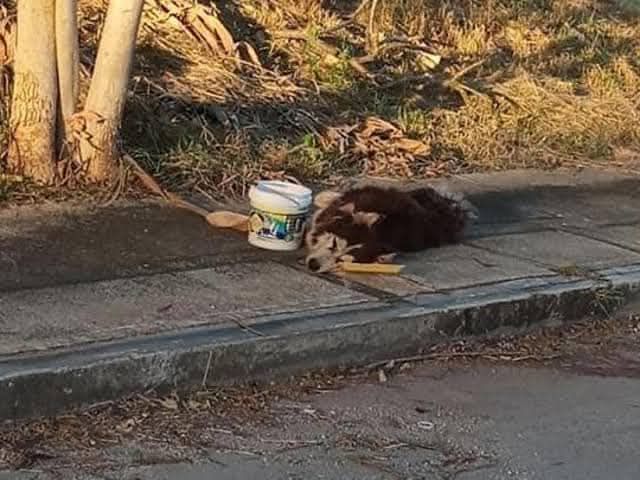 Gli Husky Siberiani richiedono esercizio, stimoli e gestione consapevole: conoscerne carattere ed esigenze può ridurre scelte impulsive e successivi abbandoni familiari.