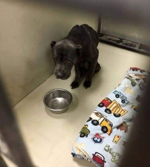 Il cane viene lasciato al rifugio dopo una vita in casa: nella gabbia emergono subito i segni dello stress Un cane appena abbandonato mostra segni fisici di ansia dopo l’ingresso in canile, ricordando quanto l’adozione sia un impegno duraturo e concreto. L’ingresso in rifugio dopo una vita domestica La scena descritta riguarda un cane appena lasciato in un rifugio dopo aver vissuto in una casa tranquilla, con una cuccia, abitudini stabili e una famiglia di riferimento. Il passaggio improvviso da un ambiente conosciuto a una gabbia può provocare una reazione intensa: nella foto citata, la diarrea viene collegata allo stomaco in subbuglio causato dallo stress. Il cane abbandonato e le domande davanti alla gabbia L’ansia di un animale appena separato dalla propria casa può manifestarsi anche fisicamente. Le domande riportate nel testo danno forma alla confusione del cane: «Dov'è la mia famiglia?» «Perché sono in una gabbia?» «Perché tutti questi cani mi abbaiano contro?». Il rumore, la presenza di altri animali e l’assenza delle persone conosciute possono trasformare l’ingresso in canile in un’esperienza difficile da gestire. L’adozione come responsabilità per tutta la vita Il messaggio centrale riguarda la responsabilità legata all’adozione. Accogliere un cane o un gatto significa considerare costi, tempo, cure, presenza emotiva e impegno quotidiano. Gli animali domestici non sono perfetti e richiedono attenzioni continue, ma instaurano un legame stabile con chi si prende cura di loro. Per questo, prima di adottare, è necessario valutare con realismo se si è in grado di garantire assistenza per tutta la vita dell’animale.