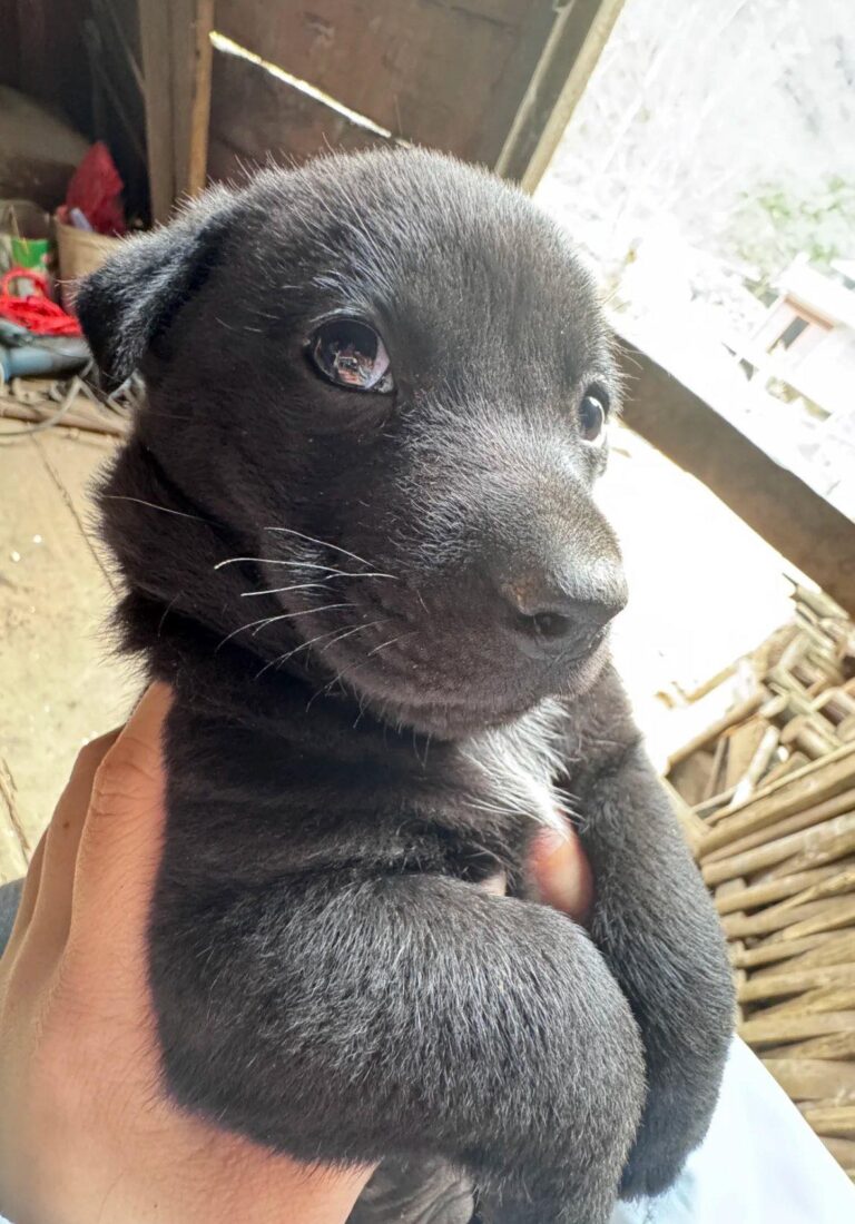Un uomo nota un cucciolo rannicchiato accanto a un bidone, lo prende con sé e da quel momento trasforma un abbandono in una nuova vita.