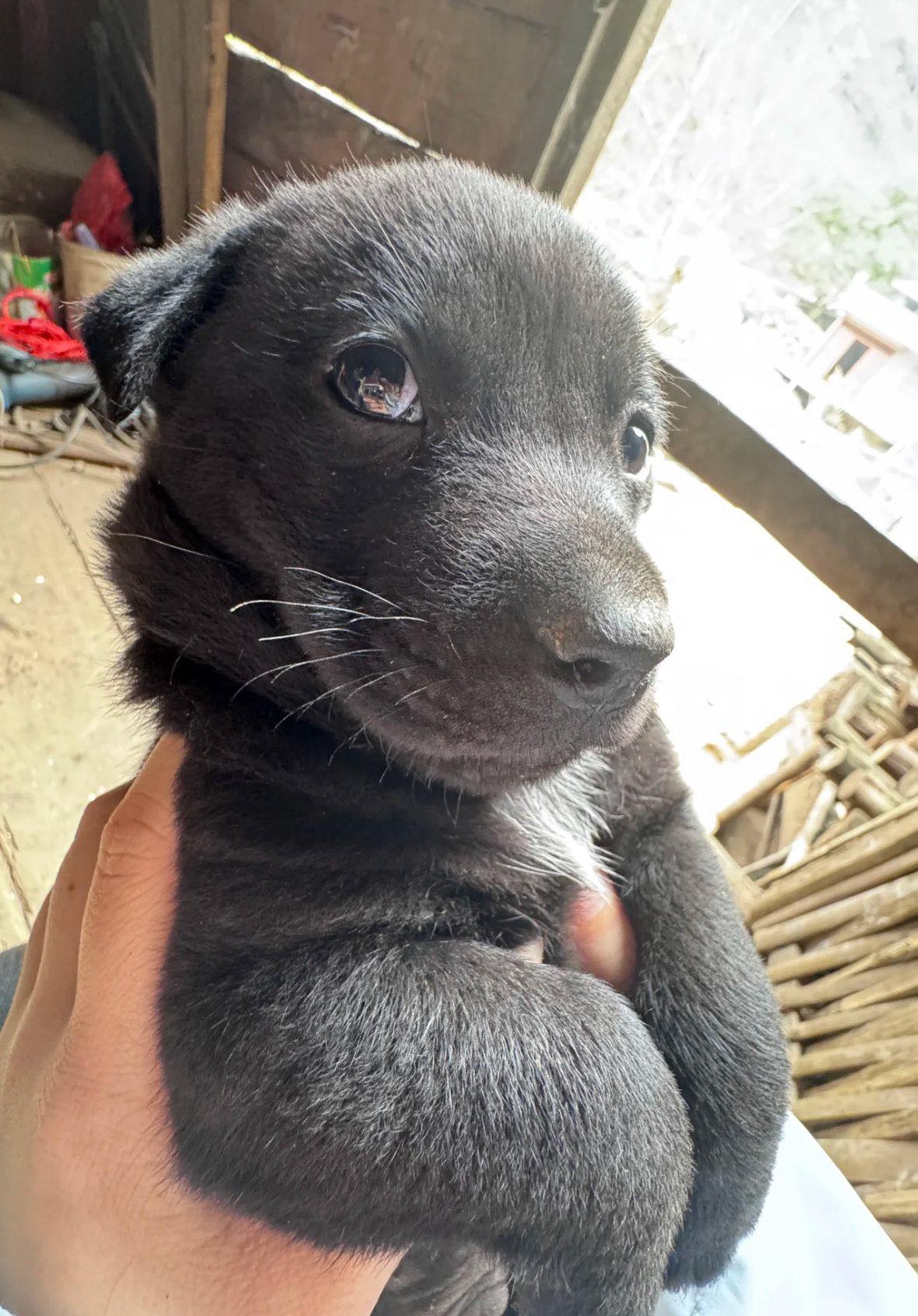 Un uomo nota un cucciolo rannicchiato accanto a un bidone, lo prende con sé e da quel momento trasforma un abbandono in una nuova vita.