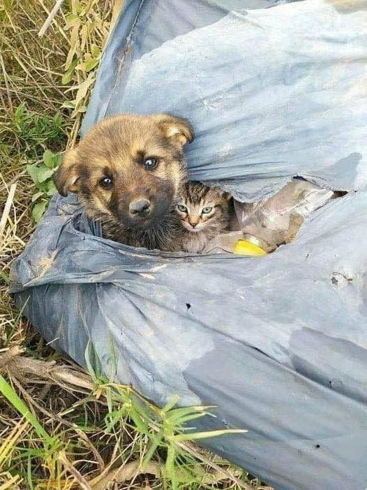 Un uomo trova un cagnolino e un gattino abbandonati in un sacco nero, li soccorre insieme e decide di offrire loro protezione subito una casa.
