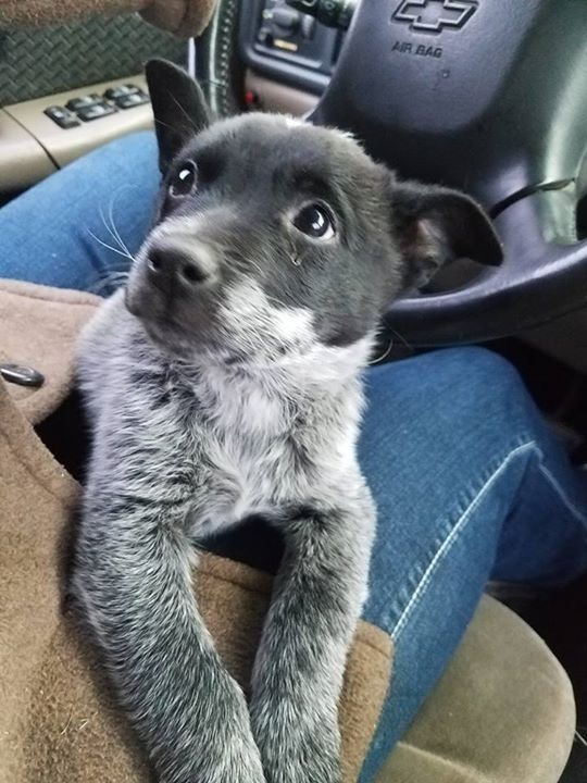 Un uomo nota un cucciolo solo sul bordo della strada, si ferma per aiutarlo e decide di accoglierlo nella sua famiglia.