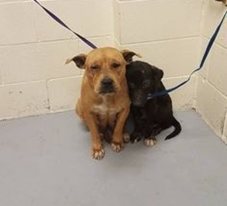 Due cani tremano stretti nello stesso angolo e affrontano insieme la paura di un luogo sconosciuto Due cani vengono trovati rannicchiati nello stesso angolo, immobili e spaventati, mentre si sostengono a vicenda in un luogo freddo e senza riferimenti per entrambi. Un angolo di paura Erano in un angolo, stretti l’uno all’altro, quasi a occupare meno spazio possibile. Due corpi vicini, tesi, attraversati dal freddo e dalla paura, in un ambiente che non offriva alcun segnale familiare. Attorno a loro c’erano soltanto pareti bianche, un pavimento rigido, un guinzaglio a limitarne i movimenti e un silenzio pesante, di quelli che rendono ancora più evidente la fragilità di chi non capisce cosa stia accadendo. Nessuno sa con certezza quale sia la loro storia. Non è chiaro se siano cresciuti insieme, se si siano incontrati per caso lungo la strada oppure se il legame tra loro sia nato proprio nel momento più difficile. Quello che appariva evidente, però, era il modo in cui avevano scelto di restare vicini, come se la sola presenza dell’altro potesse rendere meno ostile quel luogo sconosciuto. I due cani stretti l’uno all’altro La scena mostrava una forma di protezione reciproca tanto semplice quanto immediata. Il più piccolo si appoggiava al più grande, cercando sostegno in quel contatto continuo, quasi necessario. L’altro restava fermo, immobile, come se avesse assunto il compito di reggere anche la paura dell’altro. Non c’erano abbai, né reazioni rumorose. Solo una vicinanza ostinata, silenziosa, che sembrava avere un significato preciso: resistere insieme. In quel momento non avevano punti di riferimento, non avevano calore, non avevano una presenza conosciuta a rassicurarli. Avevano perso tutto ciò che fino a poco prima poteva rappresentare stabilità. Eppure, in mezzo a quell’assenza, era rimasto qualcosa di essenziale: il contatto reciproco. Per chi li ha osservati, è stato impossibile non notare che tra quei due animali esisteva già una forma di affidamento profondo, costruita forse nel tempo o forse nata proprio nella paura. La scelta di non separarli Proprio quella immagine ha reso immediata una considerazione: separarli avrebbe significato spezzare l’unico equilibrio che, in quel momento, sembrava tenerli saldi. La loro forza non stava in un gesto eclatante, ma nella capacità di restare vicini mentre tutto intorno appariva incerto. Quando il contesto cambia all’improvviso e ogni sicurezza viene meno, a volte è la presenza accanto a fare la differenza. Per questo la loro storia si concentra in un dettaglio preciso: due cani fermi, impauriti, ma ancora capaci di cercarsi. In quel gesto, così trattenuto e silenzioso, si leggeva un bisogno elementare, quello di non affrontare la paura da soli. Ed è proprio da quella immagine, da quei due corpi stretti nello stesso angolo, che prende forma la decisione di considerarli insieme, rispettando un legame che, in una situazione di smarrimento totale, era già diventato la loro unica certezza.