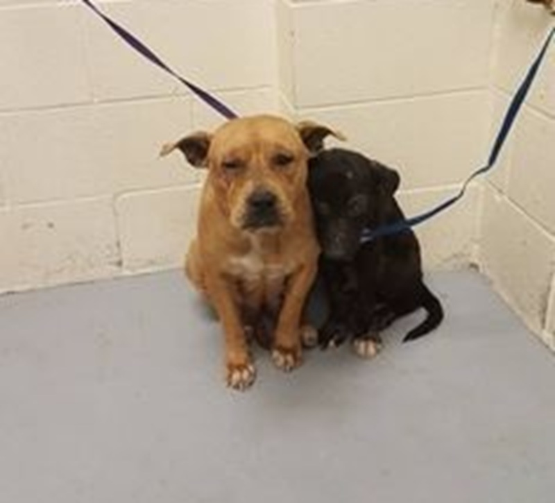 Due cani tremano stretti nello stesso angolo e affrontano insieme la paura di un luogo sconosciuto Due cani vengono trovati rannicchiati nello stesso angolo, immobili e spaventati, mentre si sostengono a vicenda in un luogo freddo e senza riferimenti per entrambi. Un angolo di paura Erano in un angolo, stretti l’uno all’altro, quasi a occupare meno spazio possibile. Due corpi vicini, tesi, attraversati dal freddo e dalla paura, in un ambiente che non offriva alcun segnale familiare. Attorno a loro c’erano soltanto pareti bianche, un pavimento rigido, un guinzaglio a limitarne i movimenti e un silenzio pesante, di quelli che rendono ancora più evidente la fragilità di chi non capisce cosa stia accadendo. Nessuno sa con certezza quale sia la loro storia. Non è chiaro se siano cresciuti insieme, se si siano incontrati per caso lungo la strada oppure se il legame tra loro sia nato proprio nel momento più difficile. Quello che appariva evidente, però, era il modo in cui avevano scelto di restare vicini, come se la sola presenza dell’altro potesse rendere meno ostile quel luogo sconosciuto. I due cani stretti l’uno all’altro La scena mostrava una forma di protezione reciproca tanto semplice quanto immediata. Il più piccolo si appoggiava al più grande, cercando sostegno in quel contatto continuo, quasi necessario. L’altro restava fermo, immobile, come se avesse assunto il compito di reggere anche la paura dell’altro. Non c’erano abbai, né reazioni rumorose. Solo una vicinanza ostinata, silenziosa, che sembrava avere un significato preciso: resistere insieme. In quel momento non avevano punti di riferimento, non avevano calore, non avevano una presenza conosciuta a rassicurarli. Avevano perso tutto ciò che fino a poco prima poteva rappresentare stabilità. Eppure, in mezzo a quell’assenza, era rimasto qualcosa di essenziale: il contatto reciproco. Per chi li ha osservati, è stato impossibile non notare che tra quei due animali esisteva già una forma di affidamento profondo, costruita forse nel tempo o forse nata proprio nella paura. La scelta di non separarli Proprio quella immagine ha reso immediata una considerazione: separarli avrebbe significato spezzare l’unico equilibrio che, in quel momento, sembrava tenerli saldi. La loro forza non stava in un gesto eclatante, ma nella capacità di restare vicini mentre tutto intorno appariva incerto. Quando il contesto cambia all’improvviso e ogni sicurezza viene meno, a volte è la presenza accanto a fare la differenza. Per questo la loro storia si concentra in un dettaglio preciso: due cani fermi, impauriti, ma ancora capaci di cercarsi. In quel gesto, così trattenuto e silenzioso, si leggeva un bisogno elementare, quello di non affrontare la paura da soli. Ed è proprio da quella immagine, da quei due corpi stretti nello stesso angolo, che prende forma la decisione di considerarli insieme, rispettando un legame che, in una situazione di smarrimento totale, era già diventato la loro unica certezza.