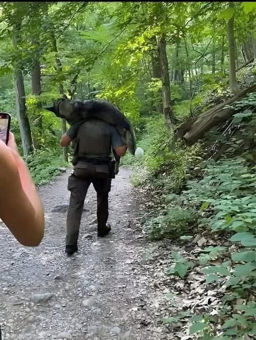 Un Pastore Tedesco colpito dal caldo durante un’escursione viene soccorso dal ranger K. Salapek, che lo trasporta sulle spalle per chilometri.