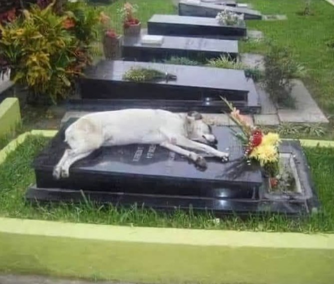 Capitan vegliò per anni sulla tomba del padrone Miguel Guzman, tornando ogni sera al cimitero dopo aver lasciato la casa di famiglia, sempre in silenzio.