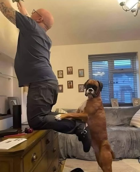 Dal giorno dell’adozione, un cane resta sempre accanto al padrone e durante un lavoro in casa mostra un gesto di attenzione.