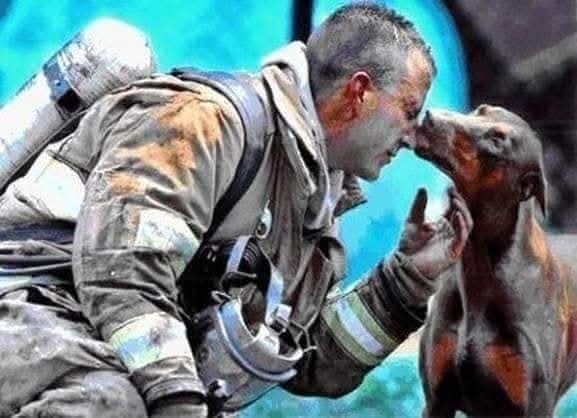 Una dobermann incinta è stata salvata da un incendio domestico. Poco dopo, si è avvicinata al pompiere per un gesto di gratitudine.