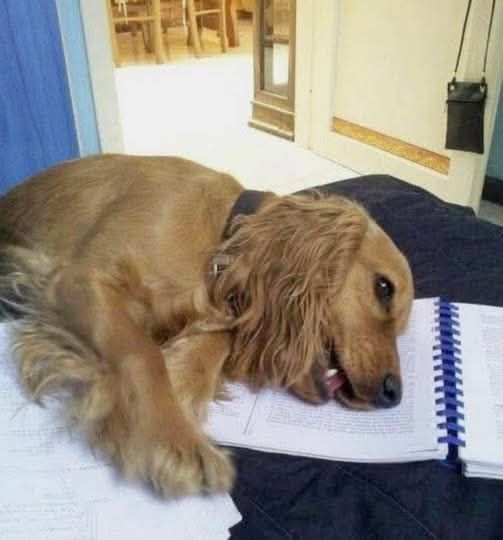 Dopo una lunga malattia, un cane amato per quindici anni è venuto a mancare lasciando un vuoto profondo nella vita della sua famiglia.