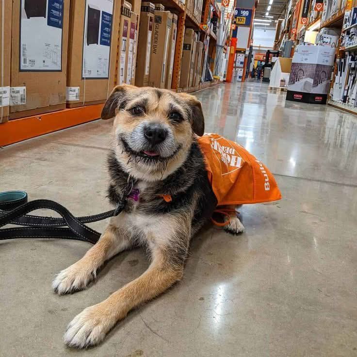 Considerato troppo vecchio da molti visitatori, il cane più anziano del rifugio ha trovato una casa e una serenità arrivata tardi.