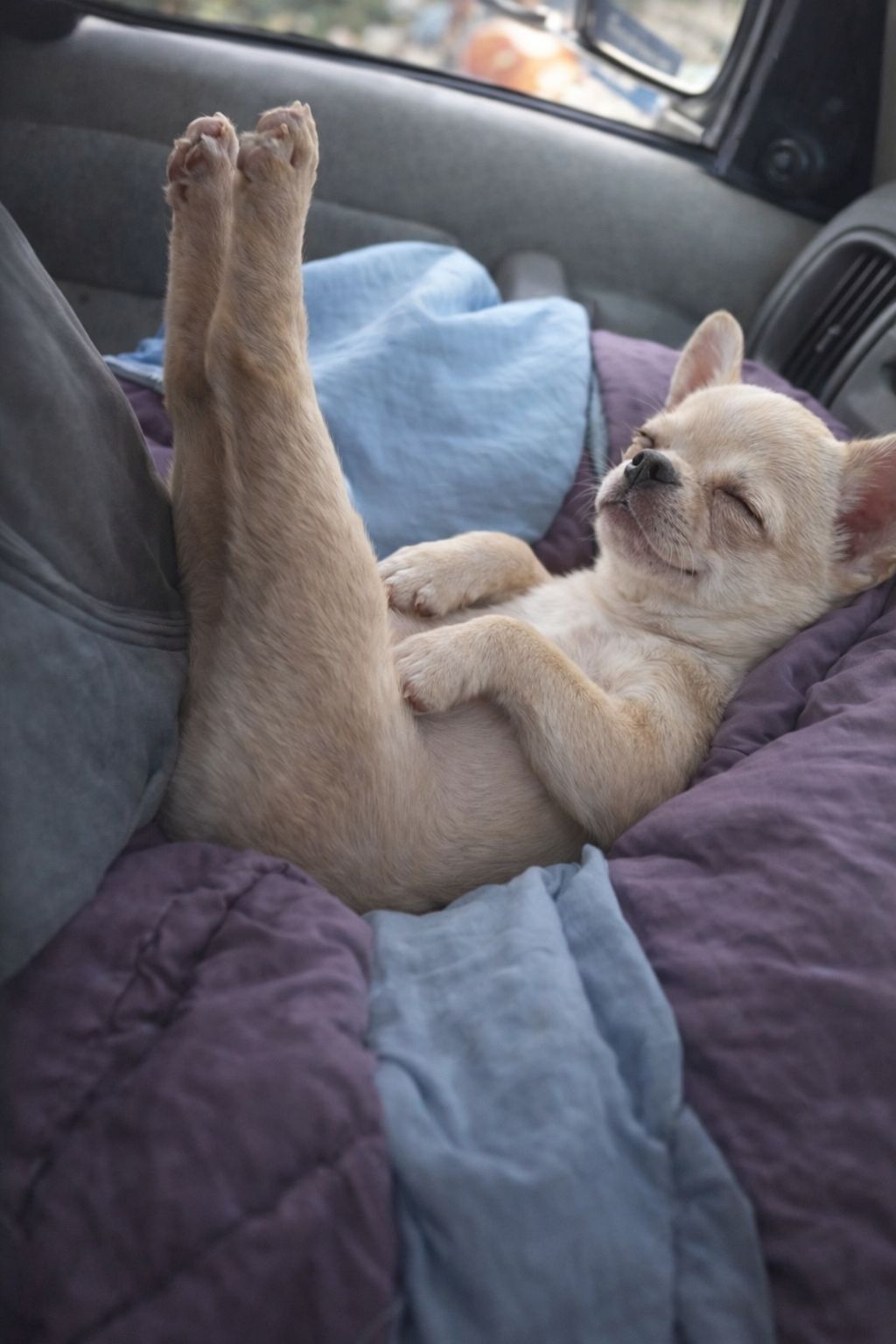Una coppia visita uno stand di recupero animali e prova a portare fuori un cucciolo. L’incontro con un secondo Chihuahua cambia la decisione di adozione.