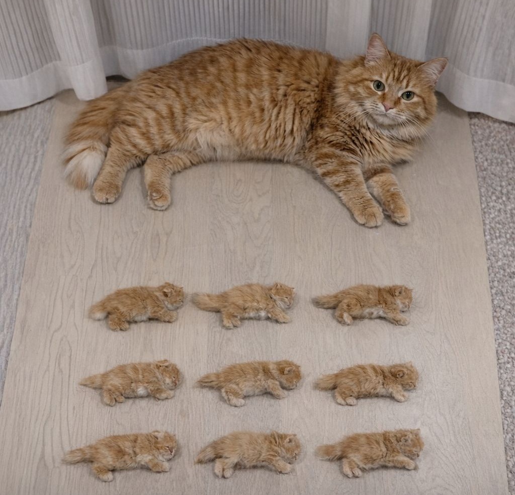 Una fotografia mostra una gatta insieme ai suoi nove cuccioli. L’immagine si diffonde online per l’evidente somiglianza tra madre e piccoli.