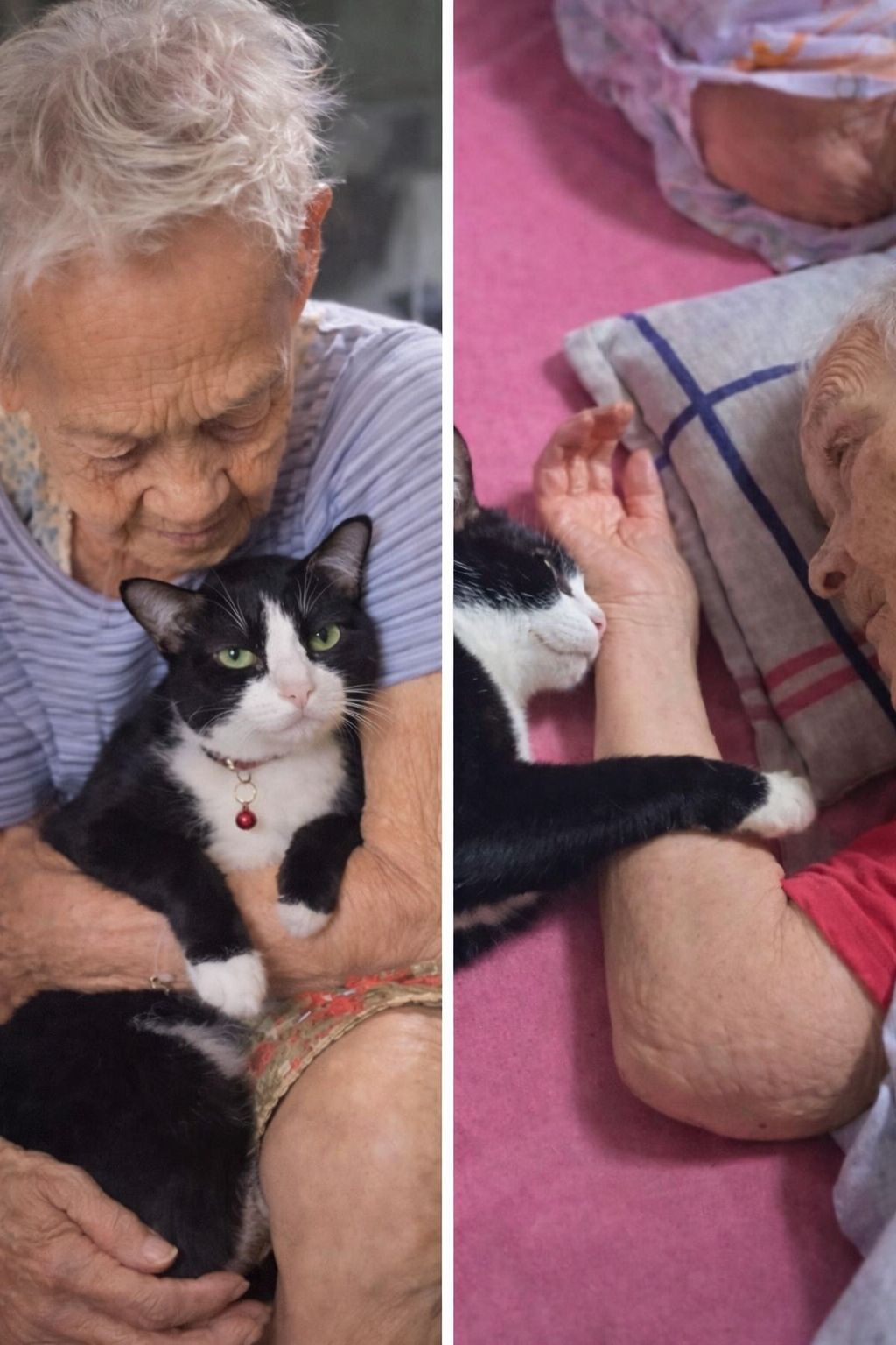 Una donna di 92 anni con problemi di memoria conserva un legame stabile con il suo gatto. L’interazione quotidiana resta costante nonostante le difficoltà cognitive.